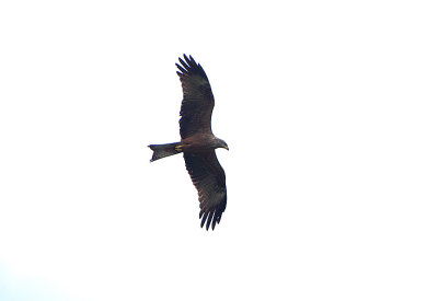 BLACK KITE . CANYON DE DURATON TO THE GREDOS MOUNTAINS . SPAIN . 26 . 4 . 2018
