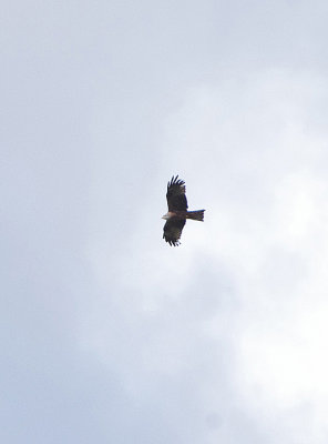 BLACK KITE . ERMITA DE SAN MARCOS . SPAIN . 30 . 4 . 2018