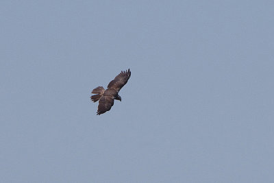 BLACK KITE . MADRID TO SUPULVEDA . SPAIN . 26 . 4 . 2018