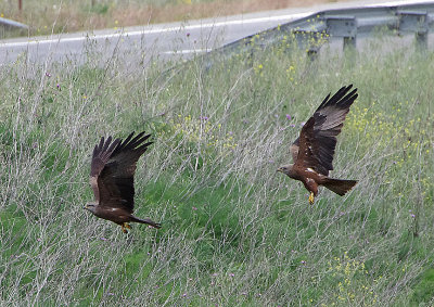 BLACK KITE . THE TAJO INTERNATIONAL PARK . SPAIN . 29 . 4 . 2018