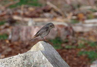 BLACK REDSTART ( Female ) . THE PARADOR DE GREDOS HOTEL . SPAIN . 27 . 4 . 2018