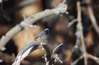 BLACK REDSTART . THE PARADOR GREDOS HOTEL . SPAIN . 28 . 4 . 2018
