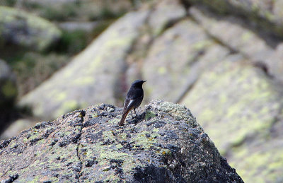 BLACK REDSTART . THE PLATFORMA DE GREYDOS . SPAIN . 27 . 4 . 2018