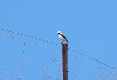 BLACK-EARED WHEATEAR . TAJO INTERNATIONAL PARK . SPAIN . 2 . 5 . 2018