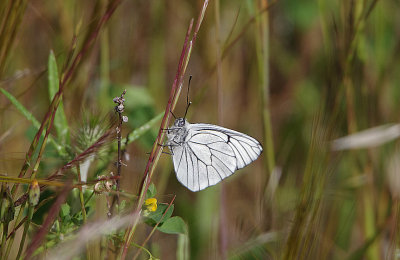 BLACK-VEINED WHITE , ERMITA DE SAN MARCOS , SPAIN , 30 , 4 , 2018