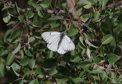 BLACK-VEINED WHITE . ERMITA DE SAN MARCOS . SPAIN . 30 . 4 . 2018
