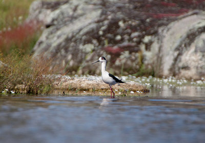 BLACK-WINGED STILT , DE HASA DE LA LUZ . SPAIN . 30 . 4 . 2018