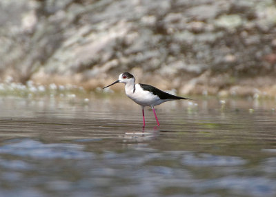 BLACK-WINGED STILT . DE HASA DE LA LUZ . SPAIN . 30 . 4 . 2018