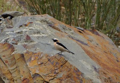 BLACK-EARED WHEATEAR , THE TAJO INTERNATIONAL PARK . SPAIN . 2 . 5 . 2018