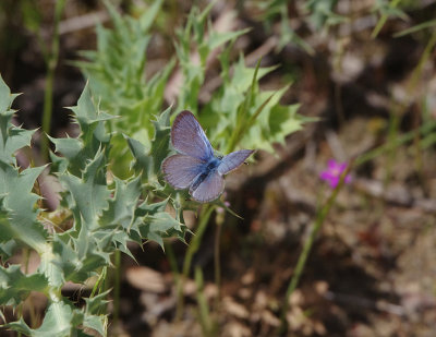 BLACK-EYED BLUE . TALAVAN . SPAIN . 30 . 4 . 2018