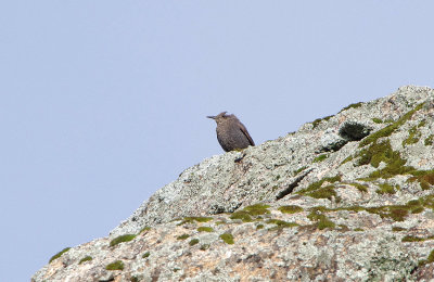 BLUE ROCK HRUSH ( Female ) . ALCANTARA QUARRY . SPAIN . 29 . 4 . 2018