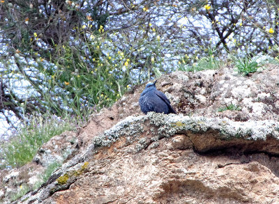 BLUE-ROCK THRUSH ( Male ) . ALCANTARA QUARRY . SPAIN . 29 . 4 . 2018