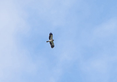 BOOTED EAGLE . ERMITA DE SAN MARCOS . SPAIN . 30 . 4 . 2018