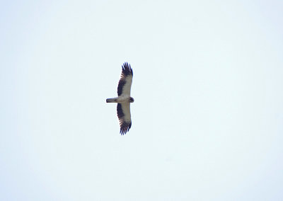 BOOTED EAGLE . Nr AHIGAL . SPAIN . 28 . 4 . 2018
