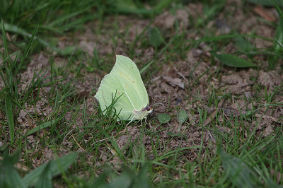 BRIMSTONE . THE CAMPING GREYDOS . SPAIN . 27 . 4 . 2018