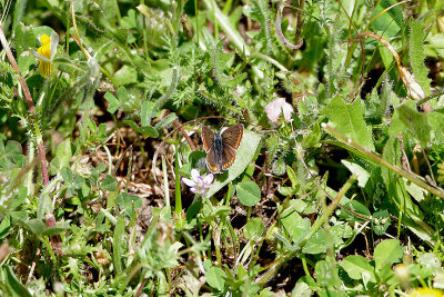 BROWN ARGUS . ERMITA DE SAN MARCOS . SPAIN . 30 . 4 . 2018