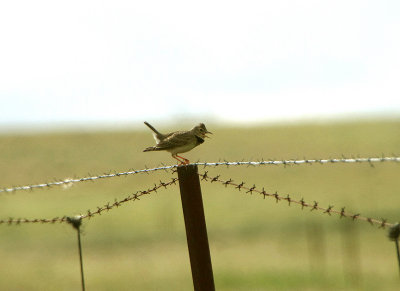 CALANDRA LARK , ERMITA DE SAN MARCOS , SPAIN , 30 , 4 , 2018