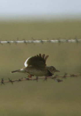 CALANDRA LARK , ERMITE DE SAN MARCOS , SPAIN , 30 , 4 , 2018