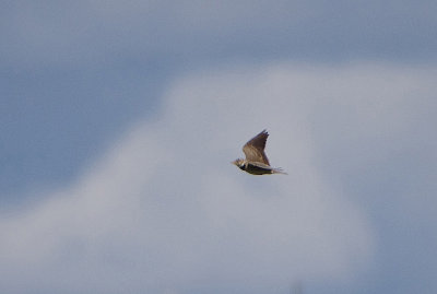 CALANDRA LARK , THE TRUJILLO PLAINS , SPAIN , 1 , 5 , 2018