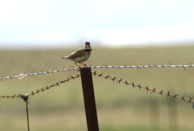 CALANDRA LARK . ERMITA DE SAN MARCOS . SPAIN . 30 . 4 . 2018
