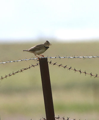 CALANDRA LARK . ERMITA DE SAN MARCOS . SPAIN . 30 . 4 . 2018