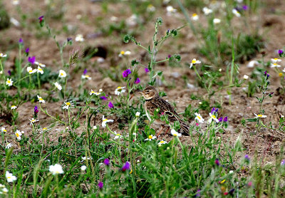 CALANDRA LARK . THE TAJO INTERNATIONAL PARK . SPAIN . 29 . 4 . 2018