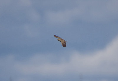 CALANDRA LARK . THE TRUJILLO PLAINS . SPAIN . 1 . 5 . 2018