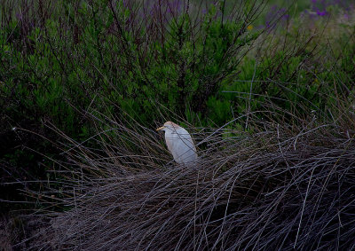 CATTLE EGRET , ARROCAMPO RESERVOIR , SPAIN , 3 , 5 , 2018