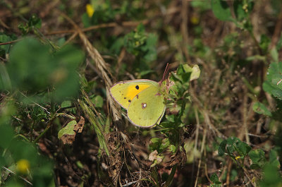 CLOUDED YELLOW . Nr AHIGAL . SPAIN . 28 . 4 . 2018
