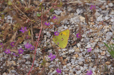 CLOUDED YELLOW . THE TAJO INTERNATIONAL PARK . SPAIN . 2 . 5 . 2018