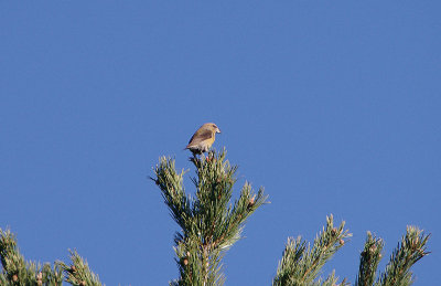COMMON CROSSBILL . THE PARADOR DE GREDOS HOTEL . SPAIN . 27 . 4 . 2018