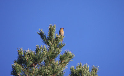 COMMON CROSSBILL . THE PARADOR DE GREDOS HOTEL . SPAIN . 26 . 4 . 2018