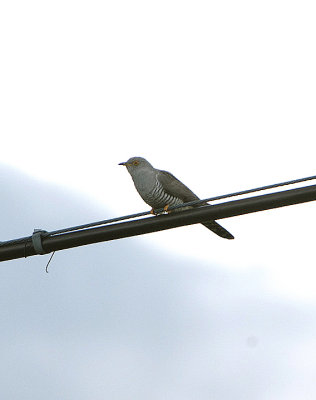 COMMON CUCKOO . ST MARTIN AREA . THE GREDOS MOUNTAINS . SPAIN . 27 . 4 . 2018