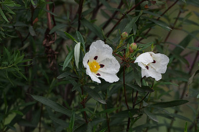 COMMON GUM CISTUS . DE HESA DE LA LUZ . SPAIN . 30 . 4 . 2018
