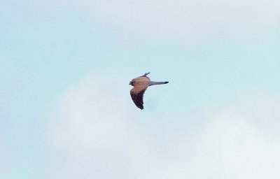 COMMON KESTREL . ERMITA DE SAN MARCOS . SPAIN . 30 . 4 . 2018