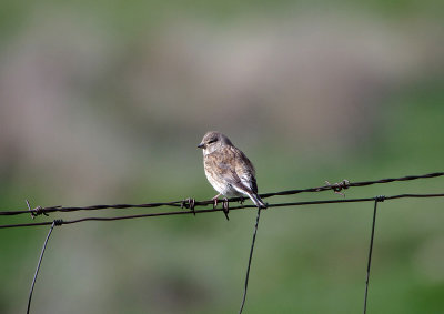 COMMON LINNET . THE GREYDOS MOUNTAINS . SPAIN . 27 . 4 . 2018