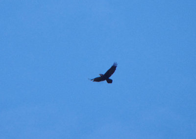 COMMON RAVEN . Nr ALCANTARA . SPAIN . 2 . 5 . 2018