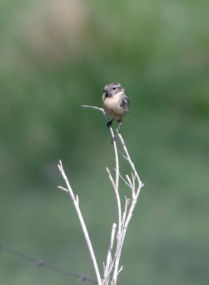 COMMON STONECHAT ( Juvenile ) . THE GREDOS MOUNTAINS . SPAIN . 27 . 4 . 2018