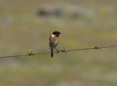 COMMON STONECHAT . ERMITA DE SAN MARCOS . SPAIN . 30 . 4 . 2018