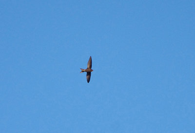 COMMON SWIFT . ALCANTARA . SPAIN . 3 . 5 . 2018