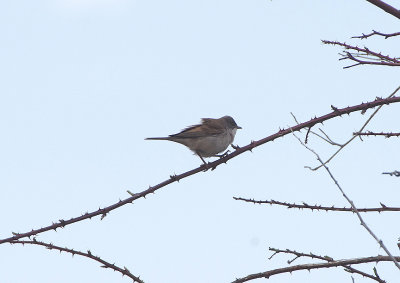 COMMON WHITETHROAT . CANYON DE DURATON TO THE GREDOS MOUNTAINS . SPAIN . 26 . 4 . 2018