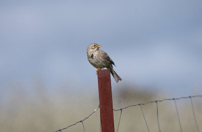 CORN BUNTING . ERMITA DE SAN MARCOS . SPAIN . 30 . 4 . 2018