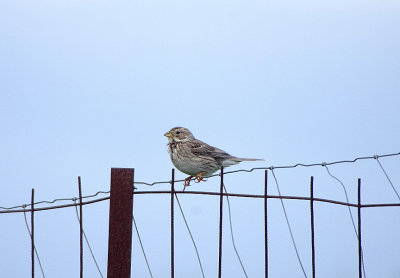 CORN BUNTING . THE TAJO INTERNATIONAL PARK . SPAIN . 29 . 4 . 2018