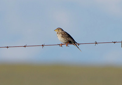 CORN BUNTING . THE TRUGILO PLAINS . SPAIN . 1 . 5 . 2018