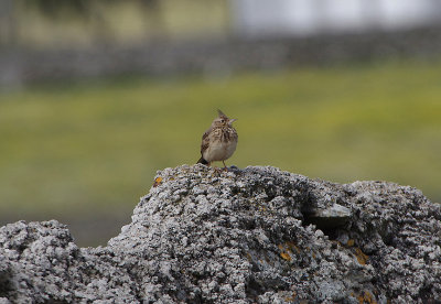 CRESTED LARK . ERMITA DE SAN MARCOS . SPAIN . 30 . 4 . 2018