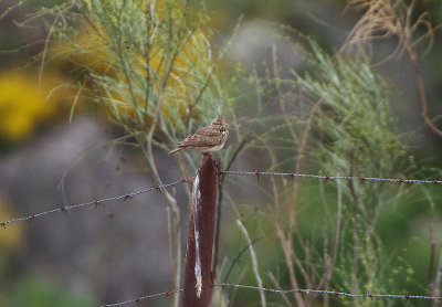 CRESTED LARK . Nr ALCANTARA . SPAIN . 28 . 4 . 2018