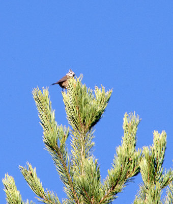 CRESTED TIT . THE PARADOR DE GREDOS HOTEL . SPAIN . 27 . 4 . 2018
