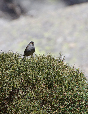 DUNNOCK . PLATFORMA DE GREDOS . SPAIN . 27 . 4 . 2018