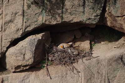EGYPTIAN VULTURE , ALCANTARA QUARRY . SPAIN , 29 , 4 , 2018