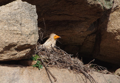EGYPTIAN VULTURE . ALCANTARA QUARRY . SPAIN . 29 . 4 . 2018
